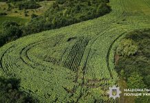 One tonne of cannabis and 57,000 plants: the results of a large-scale special operation in Ukraine A large cannabis plantation discovered by the National Police in Ukraine