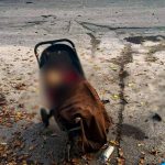РФ вдарила по парку на Харківщині: загинуло немовля у візочку