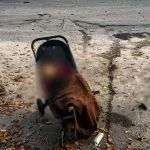 РФ вдарила по парку на Харківщині: загинуло немовля у візочку
