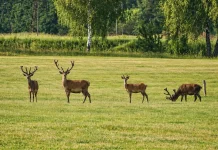 See without causing harm: rules for responsible wildlife observation Deer in the «Medvino» safari park, set in spacious, green grounds