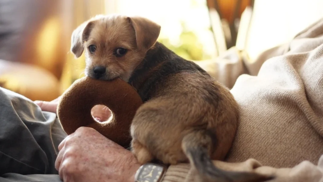 A puppy with a soft toy A little puppy is resting in its owner’s arms with a soft toy