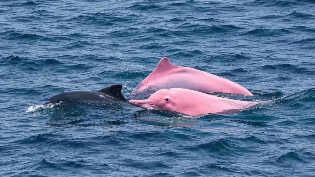 Two pink dolphins are swimming alongside a dark-coloured dolphin in the sea Two pink dolphins are swimming alongside a dark-coloured dolphin in the sea