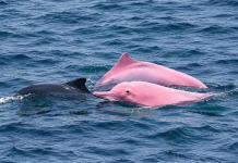Pink dolphins off the coast of Oman surprised tourists Two pink dolphins are swimming alongside a dark-coloured dolphin in the sea