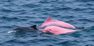 Pink dolphins off the coast of Oman surprised tourists Two pink dolphins are swimming alongside a dark-coloured dolphin in the sea