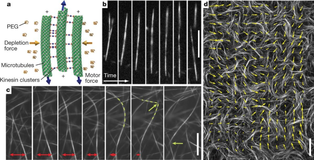 A scientific diagram illustrating the operation of kinesin molecular motors and microscopic images of the movement of protein microtubules.