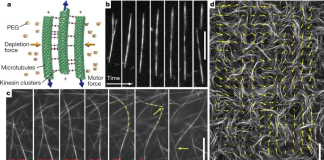 A material that moves on its own: scientists have developed an unusual technology A scientific diagram illustrating the operation of kinesin molecular motors and microscopic images of the movement of protein microtubules.