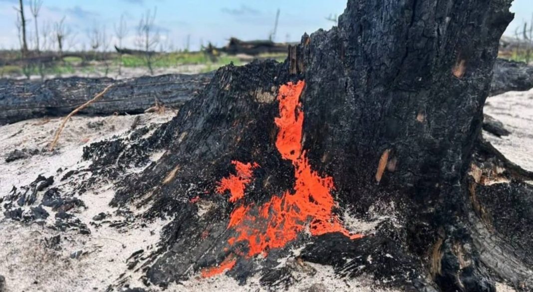 Піронема Яскраво-помаранчеві плодові тіла гриба піронеми на чорному обвугленому стовбурі дерева
