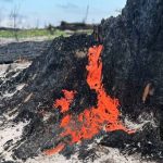 An unusual fungus, Pyronema, has been discovered in the Chernobyl Nature Reserve following the fires