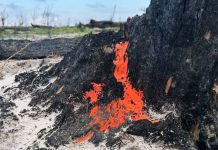У Чорнобильському заповіднику після пожеж виявили незвичайний гриб піронему Яскраво-помаранчеві плодові тіла гриба піронеми на чорному обвугленому стовбурі дерева