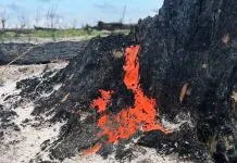 Яскраво-помаранчеві плодові тіла гриба піронеми на чорному обвугленому стовбурі дерева