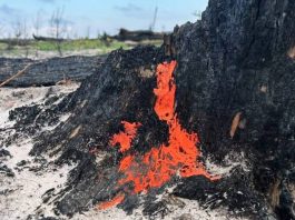 У Чорнобильському заповіднику після пожеж виявили незвичайний гриб піронему Яскраво-помаранчеві плодові тіла гриба піронеми на чорному обвугленому стовбурі дерева