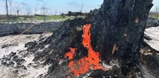 У Чорнобильському заповіднику після пожеж виявили незвичайний гриб піронему Яскраво-помаранчеві плодові тіла гриба піронеми на чорному обвугленому стовбурі дерева