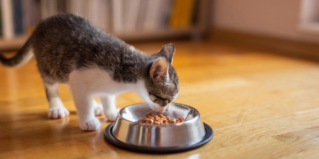 The kitten is eating dry food