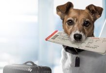 How to take a dog or cat abroad: documents and regulations for 2026 Transporting pets abroad