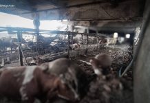 A Russian drone struck a farm in the Sumy region: a young female worker was killed A destroyed cowshed and injured livestock following a Russian drone strike on a farm in the Sumy region on 24 October.