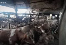 Зруйнований корівник і постраждала худоба після російського удару безпілотником по фермі на Сумщині 24 жовтня.