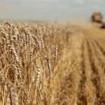 Ukrainian agricultural exports hit a snag over logistics: Warsaw is not expanding transit routes