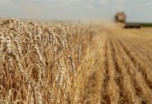 Український агроекспорт уперся в логістику: Варшава не розширює транзит Стигла пшениця на полі та зернозбиральний комбайн