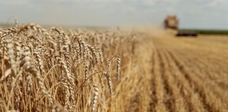 Український агроекспорт уперся в логістику: Варшава не розширює транзит Стигла пшениця на полі та зернозбиральний комбайн
