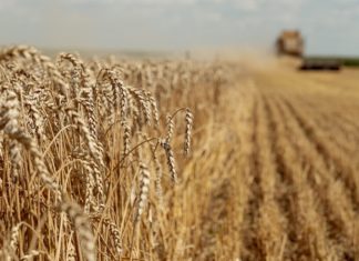 Український агроекспорт уперся в логістику: Варшава не розширює транзит Стигла пшениця на полі та зернозбиральний комбайн