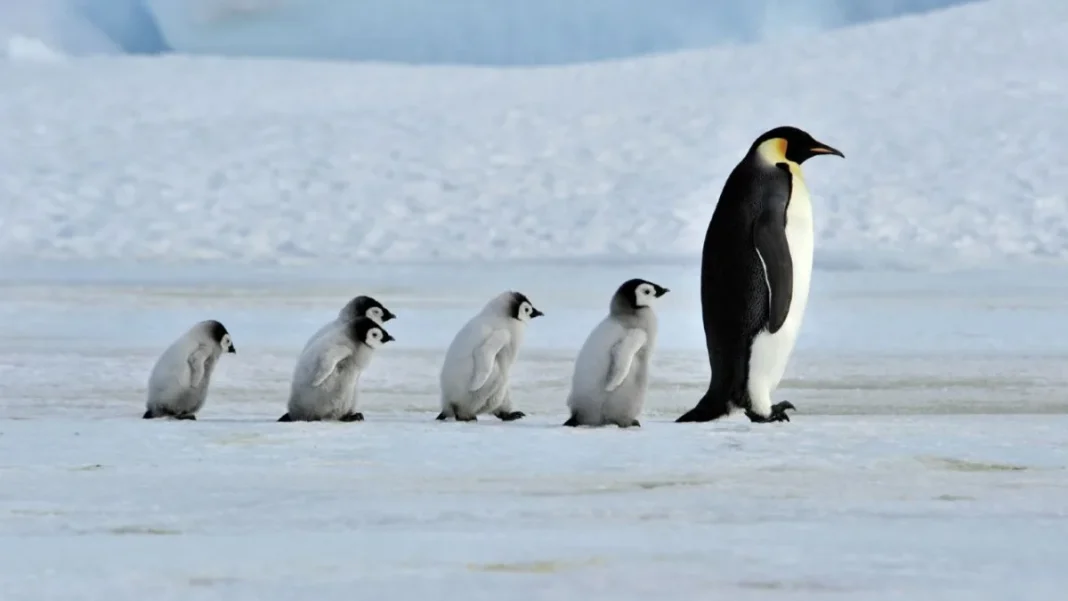 Up to 2,500 euros for counting penguins: working conditions in Antarctica Working in Antarctica: salary of up to 2,500 euros