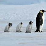 Staff are being sought in Antarctica to count penguins
